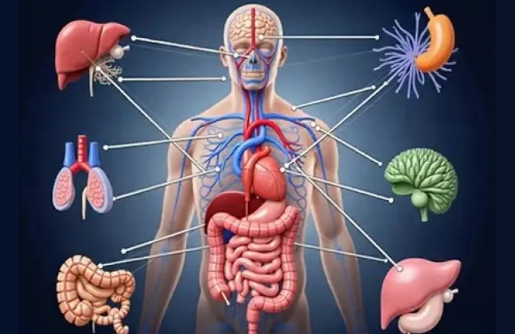 Endocrinology